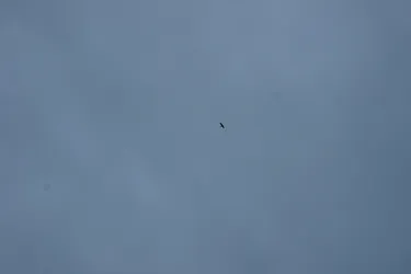 DSC08068.jpg
